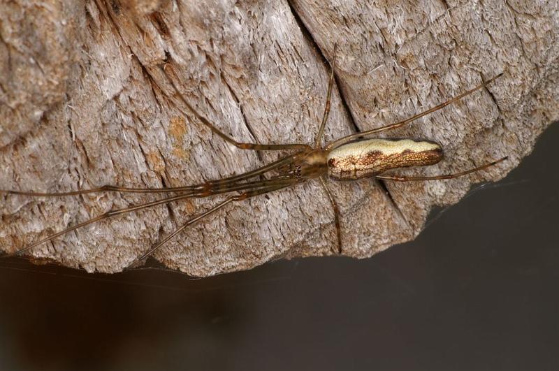 Tetragnatha_montana_D6055_Z_88_Les Gris_Frankrijk.jpg